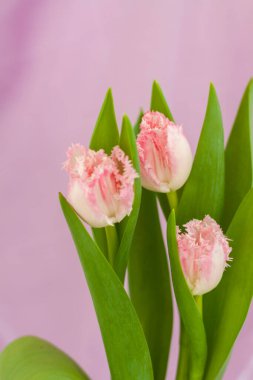 Pembe arka planda zarif, pembe bir lale. Bahar havası. Anneler Günü ya da Kadınlar Günü için Bahar tebrik kartı, Sevgililer Günü. Seçici Odaklanma