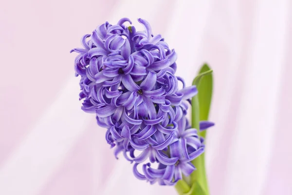 Blue hyacinth flower on a delicate background close-up. Flower bud, macro photography. Close-up of a beautiful blue hyacinth flower. The first spring flower is a blue hyacinth. Selective Focus. Flora