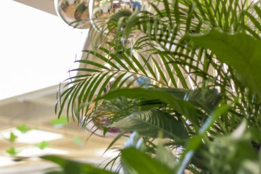 Baharda bahçesinde yeşil bitkiler olan bir çiçek tarlası. Tropikal bir bitki. Bitki yaprakları yakın plan..