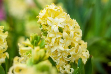 Çiçek tarhında çiçek açan bahar sümbülü. Renkli sümbüller, geleneksel Paskalya çiçekleri, çiçekli arka plan. Makro fotoğrafçılık, seçici odaklanma. Tatil kartı konsepti.