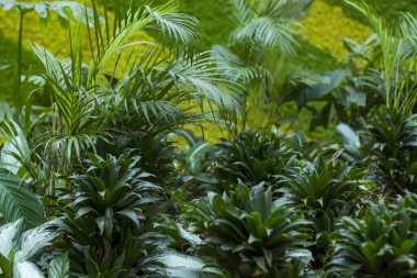 Baharda bahçesinde yeşil bitkiler olan bir çiçek tarlası. Tropikal bir bitki. Bitki yaprakları yakın plan..