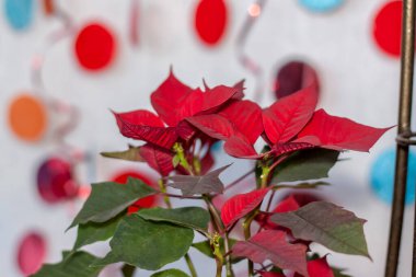 Hafif arka planda ev bitkisi olan esrar. Kırmızı ve yeşil yapraklı bir bitki. Rafta saksıda bir nokta var..