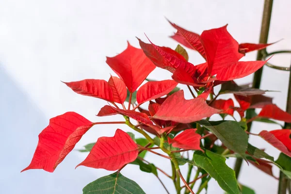 Garnek Rośliną Domową Jasnym Tle Roślina Czerwonymi Zielonymi Liśćmi Poinsettia — Zdjęcie stockowe