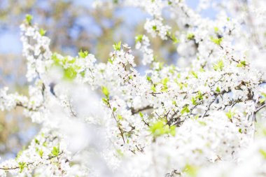 Baharda doğa. Ağaçta beyaz bahar çiçekleri olan bir dal. Çiçek açan bir ağaç. Bir kartpostal, afiş ya da poster için çiçek açan bir manzara. Makro fotoğrafçılık, seçici odaklanma. 