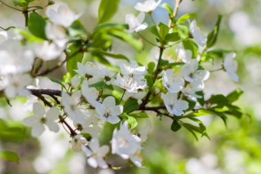 Baharda doğa. Ağaçta beyaz bahar çiçekleri olan bir dal. Çiçek açan bir ağaç. Bir kartpostal, afiş ya da poster için çiçek açan bir manzara. Makro fotoğrafçılık, seçici odaklanma. 