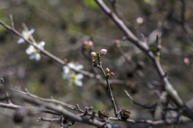 Baharda doğa. Ağaçta beyaz bahar çiçekleri olan bir dal. Çiçek açan bir ağaç. Bir kartpostal, afiş ya da poster için çiçek açan bir manzara. Makro fotoğrafçılık, seçici odaklanma. 