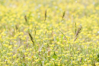 Taze çimen ve sarı çiçeklerle dolu bir çayır. Yaz baharı doğal manzara. Bir kartpostal, afiş ya da poster için çiçek açan bir manzara. Makro fotoğrafçılık, seçici odaklanma.