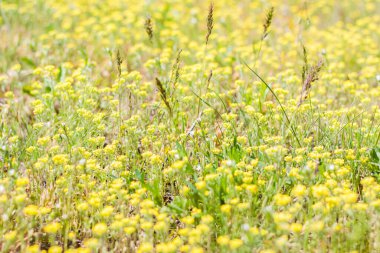 Taze çimen ve sarı çiçeklerle dolu bir çayır. Yaz baharı doğal manzara. Bir kartpostal, afiş ya da poster için çiçek açan bir manzara. Makro fotoğrafçılık, seçici odaklanma.