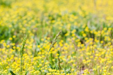 Taze çimen ve sarı çiçeklerle dolu bir çayır. Yaz baharı doğal manzara. Bir kartpostal, afiş ya da poster için çiçek açan bir manzara. Makro fotoğrafçılık, seçici odaklanma.