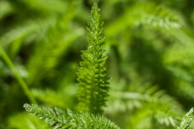 Sulu yeşil çimenli çayır tarlası. Yaz baharı doğal manzara. Bir kartpostal, afiş ya da poster için yeşil manzara. Makro fotoğrafçılık, seçici odaklanma.