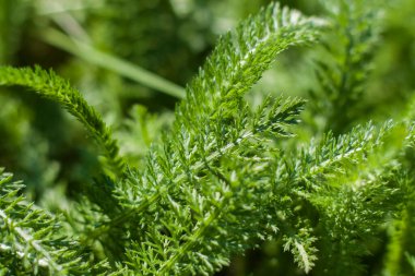 Sulu yeşil çimenli çayır tarlası. Yaz baharı doğal manzara. Bir kartpostal, afiş ya da poster için yeşil manzara. Makro fotoğrafçılık, seçici odaklanma.
