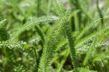 Sulu yeşil çimenli çayır tarlası. Yaz baharı doğal manzara. Bir kartpostal, afiş ya da poster için yeşil manzara. Makro fotoğrafçılık, seçici odaklanma.
