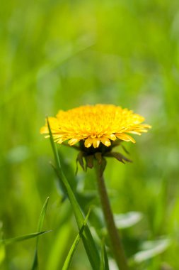 Çimlerde karahindiba. Sarı karahindiba çiçeği. Yeşil çimenler. Yakın plan. Bahar yeşillikleri. Bahar havası. Kartpostal, afiş ya da poster için arka plan. Makro fotoğrafçılık, seçici odaklanma. 