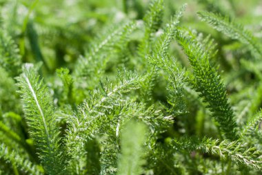 Sulu yeşil çimenli çayır tarlası. Yaz baharı doğal manzara. Bir kartpostal, afiş ya da poster için yeşil manzara. Makro fotoğrafçılık, seçici odaklanma.