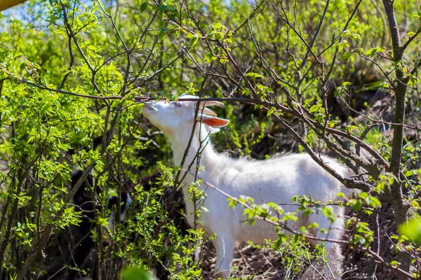 Una Cabra Blanca Come Arbustos Contra Fondo Hierba Verde Vida — Foto de Stock