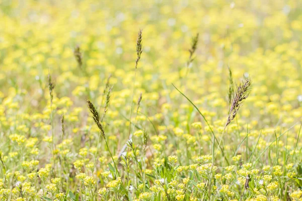 Taze çimen ve sarı çiçeklerle dolu bir çayır. Yaz baharı doğal manzara. Bir kartpostal, afiş ya da poster için çiçek açan bir manzara. Makro fotoğrafçılık, seçici odaklanma.