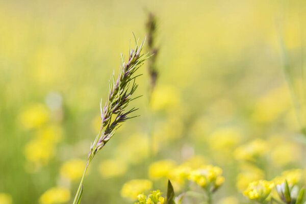 A meadow field with fresh grass and yellow flowers. Summer spring natural landscape. A blooming landscape background for a postcard, banner, or poster. Close-up macro photography, selective focusing.