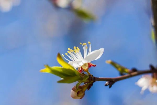 Naturaleza Primavera Una Rama Con Flores Blancas Primavera Árbol Árbol —  Fotos de Stock