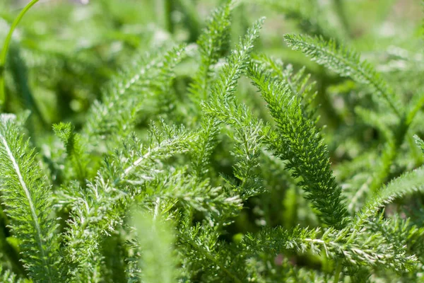 Campo Pradera Con Hierba Verde Jugosa Fresca Verano Primavera Paisaje — Foto de Stock