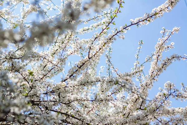 Baharda doğa. Ağaçta beyaz bahar çiçekleri olan bir dal. Çiçek açan bir ağaç. Bir kartpostal, afiş ya da poster için çiçek açan bir manzara. Makro fotoğrafçılık, seçici odaklanma. 