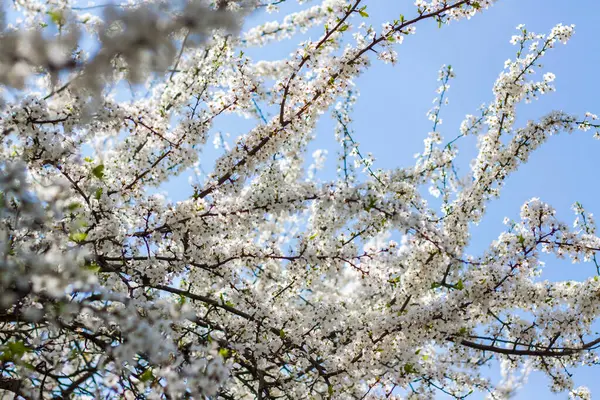 Baharda doğa. Ağaçta beyaz bahar çiçekleri olan bir dal. Çiçek açan bir ağaç. Bir kartpostal, afiş ya da poster için çiçek açan bir manzara. Makro fotoğrafçılık, seçici odaklanma. 