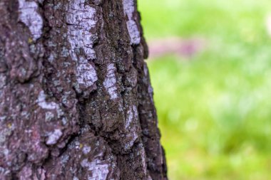 Ahşap arka plan. Ağaç kabuğunun dokusu. Huş ağacı kabuğunun arka plan dokusu. Yeşil çimlerin arka planında huş ağacı. 