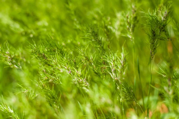 Natural green background of growing grass with selective focus. Green meadow. Fresh green grass background. Natural texture. Beautiful tall grass close-up.