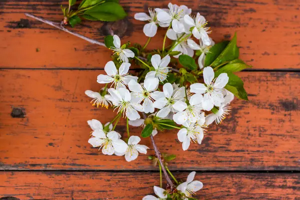 Una Ramita Flores Blancas Sobre Una Mesa Madera Rústica Oscura —  Fotos de Stock