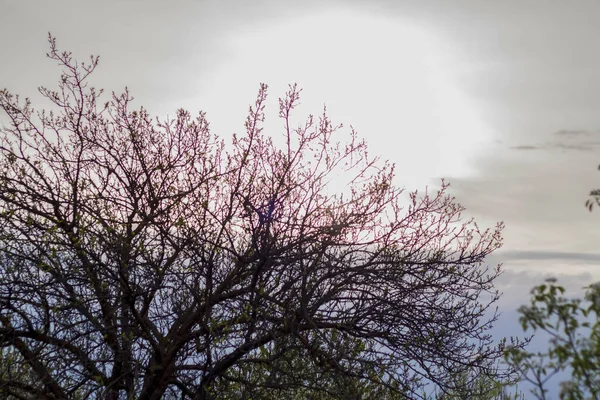로지는 아름다운 가지들이 퍼지고 어두컴컴 하늘에 — 스톡 사진