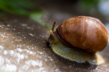Kahverengi çizgili kabuklu büyük beyaz salyangoz yumuşakçaları güneşte kayaların üzerinde sürünüyorlar. Salyangoz yakın - doğal çevrede, geniş makro, yakın çekim