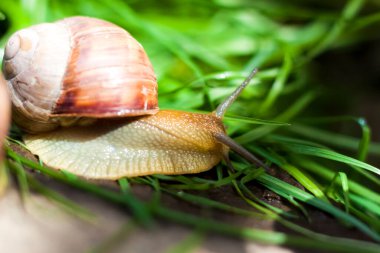 Kahverengi çizgili kabuklu büyük beyaz salyangoz yumuşakçaları güneşte kayaların üzerinde sürünüyorlar. Salyangoz yakın - doğal çevrede, geniş makro, yakın çekim