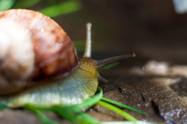 Kahverengi çizgili kabuklu büyük beyaz salyangoz yumuşakçaları güneşte kayaların üzerinde sürünüyorlar. Salyangoz yakın - doğal çevrede, geniş makro, yakın çekim