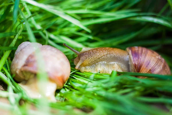 Velcí Bílí Šneci Měkkýši Hnědou Pruhovanou Skořápkou Plazící Skalách Slunci — Stock fotografie