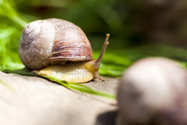 Velcí Bílí Šneci Měkkýši Hnědou Pruhovanou Skořápkou Plazící Skalách Slunci — Stock fotografie