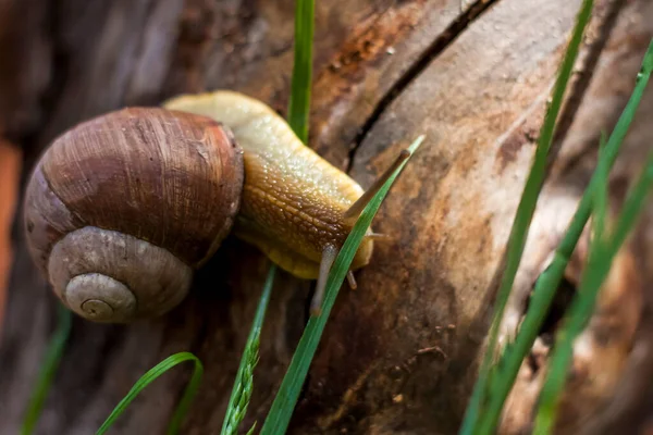 Grandes Caracóis Moluscos Brancos Com Uma Concha Listrada Marrom Rastejando — Fotografia de Stock