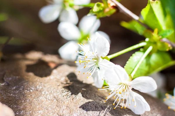 Twig White Flowers Background Stones Cherry Tree Flowers Macro Photography —  Fotos de Stock