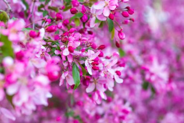 Apple tree in bloom, pink bright flowers. Spring flowering of the apple orchard. Floral background for presentations, posters, banners, and greeting cards. Soft focus, nature background.