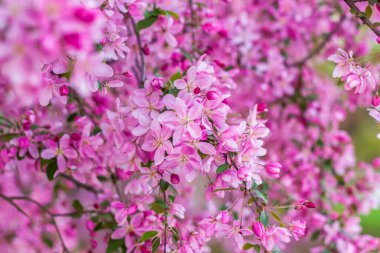 Apple tree in bloom, pink bright flowers. Spring flowering of the apple orchard. Floral background for presentations, posters, banners, and greeting cards. Soft focus, nature background.