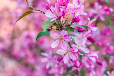 Apple tree in bloom, pink bright flowers. Spring flowering of the apple orchard. Floral background for presentations, posters, banners, and greeting cards. Soft focus, nature background.
