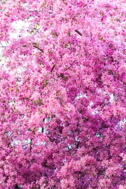 Apple tree in bloom, pink bright flowers. Spring flowering of the apple orchard. Floral background for presentations, posters, banners, and greeting cards. Soft focus, nature background.