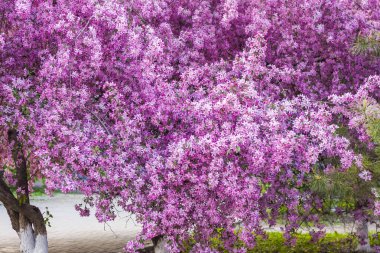 Apple tree in bloom, pink bright flowers. Spring flowering of the apple orchard. Floral background for presentations, posters, banners, and greeting cards. Soft focus, nature background.
