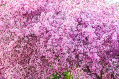 Apple tree in bloom, pink bright flowers. Spring flowering of the apple orchard. Floral background for presentations, posters, banners, and greeting cards. Soft focus, nature background.