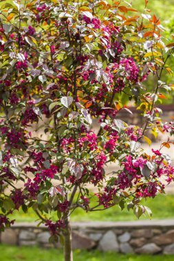 Apple tree in bloom, pink bright flowers. Spring flowering of the apple orchard. Floral background for presentations, posters, banners, and greeting cards. Soft focus, nature background