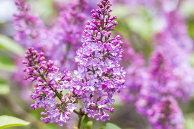 Lilac blooms on a sunny spring day in May. The flowers were just beginning to bloom. Background image with a space for the text. Natural floral background. spring day, focus of choice
