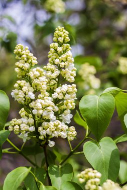 Lilac blooms on a sunny spring day in May. The flowers were just beginning to bloom. Background image with a space for the text. Natural floral background. spring day, focus of choice
