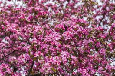 Apple tree in bloom, pink bright flowers. Spring flowering of the apple orchard. Floral background for presentations, posters, banners, and greeting cards. Soft focus, nature background. 