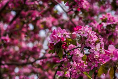 Apple tree in bloom, pink bright flowers. Spring flowering of the apple orchard. Floral background for presentations, posters, banners, and greeting cards. Soft focus, nature background. 