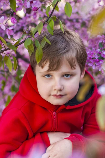 Portrait Child Pink Apple Blossoms Apple Tree Bloom Spring Flowering — Stok fotoğraf