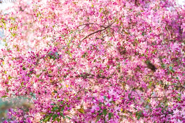 Apple Tree Bloom Pink Bright Flowers Spring Flowering Apple Orchard — Stock Photo, Image