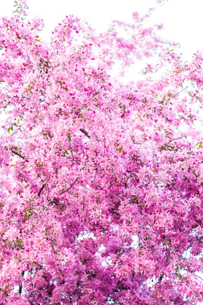 Яблуня Квітучих Рожевих Яскравих Квітках Весняне Цвітіння Яблучного Саду Квітковий — стокове фото